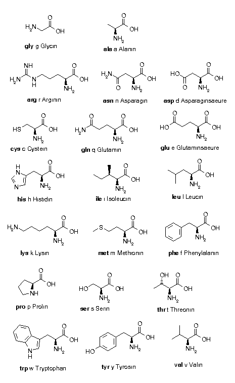 amino acids